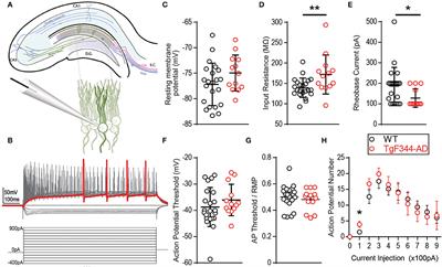 Dentate Granule Cells Are Hyperexcitable in the TgF344-AD Rat Model of Alzheimer's Disease